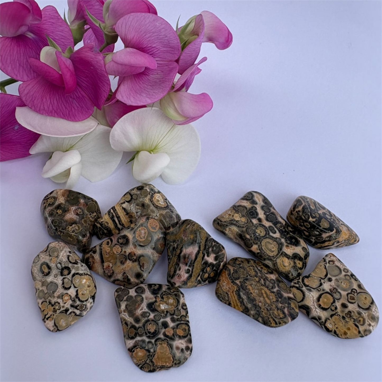 Turritella Agate Tumble Stone