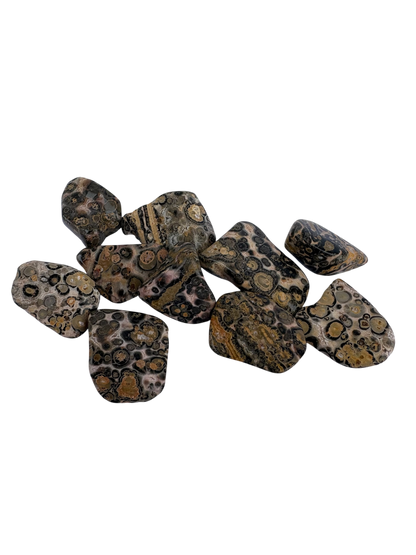 Turritella Agate Tumble Stone